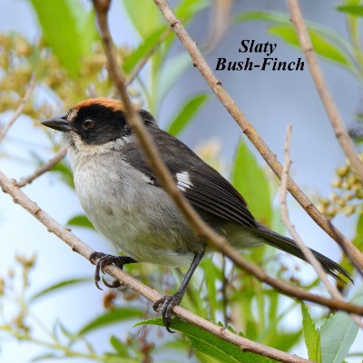 Slaty Bush-Finch
